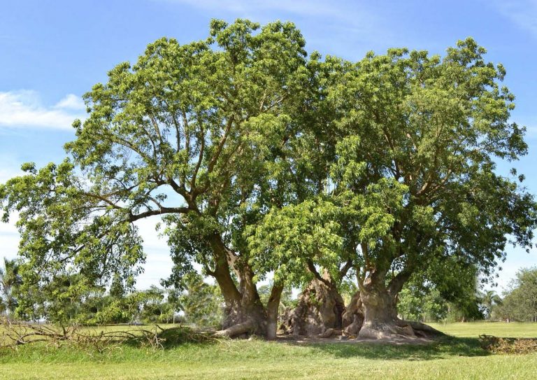 El “OMBÚ”, un árbol singular amenazado en Utrera