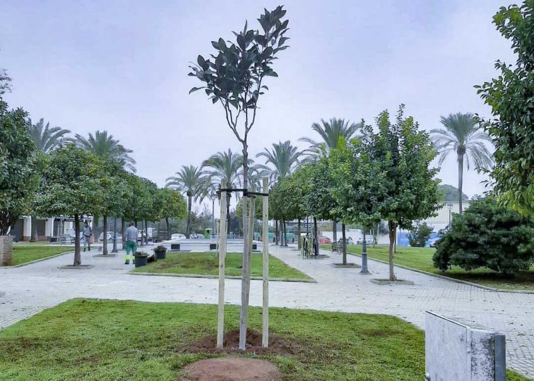 Campaña de reposición de árboles Ayuntamiento de Utrera